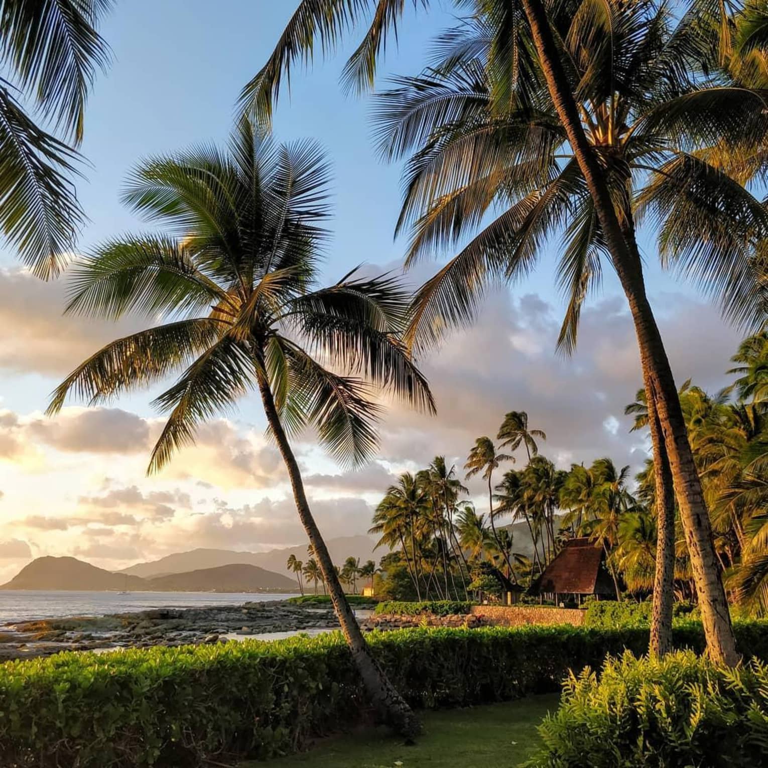 Oahu beach at sunset with palm trees