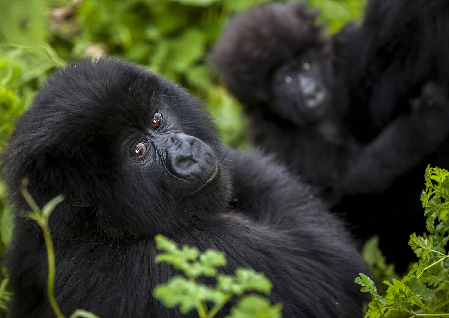 Baby gorilla looks at the camera, surrounded by greenery