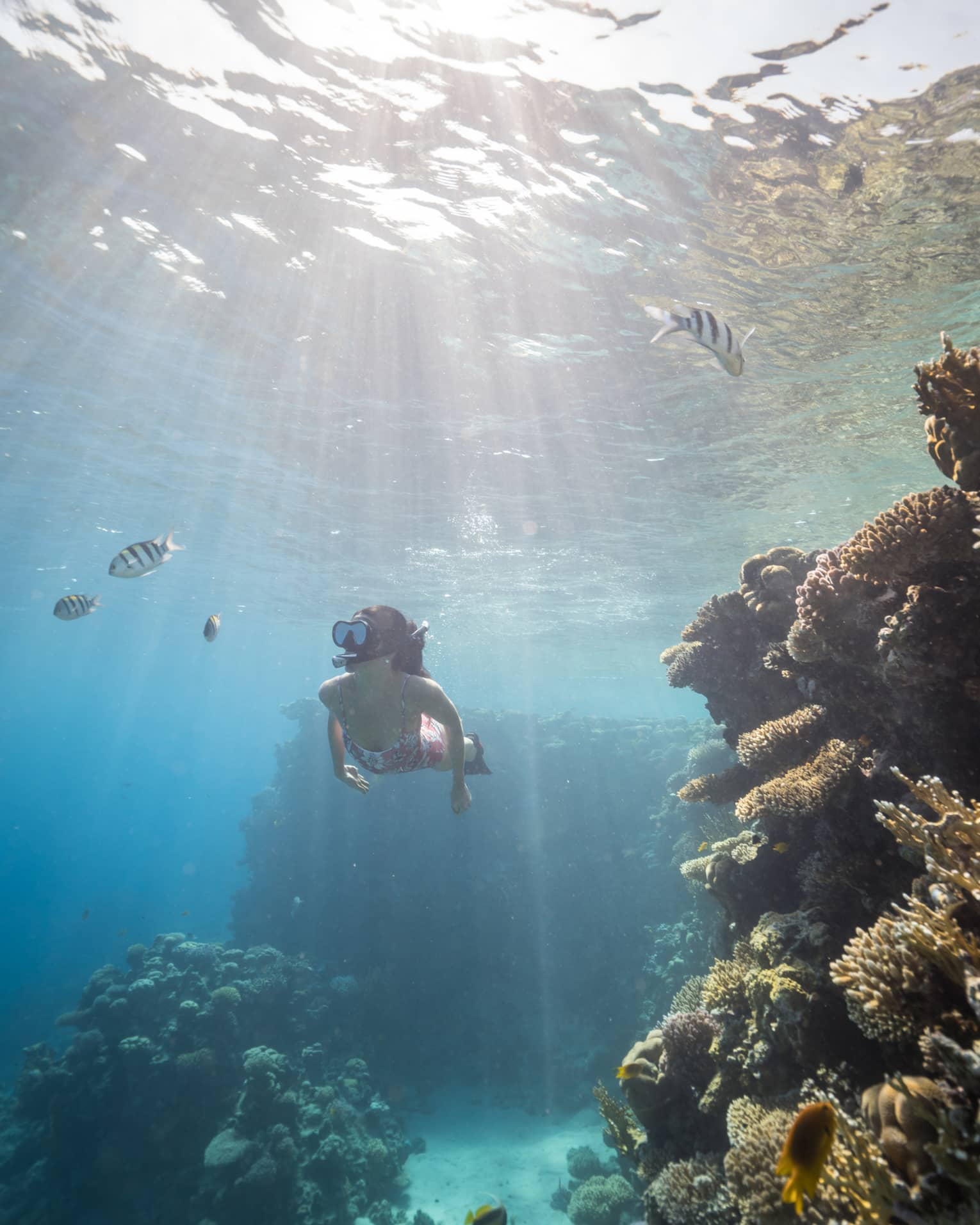 Woman in pink bathing suit snorkels among colourful fish and coral reefs, sunlight streaming through the water's surface
