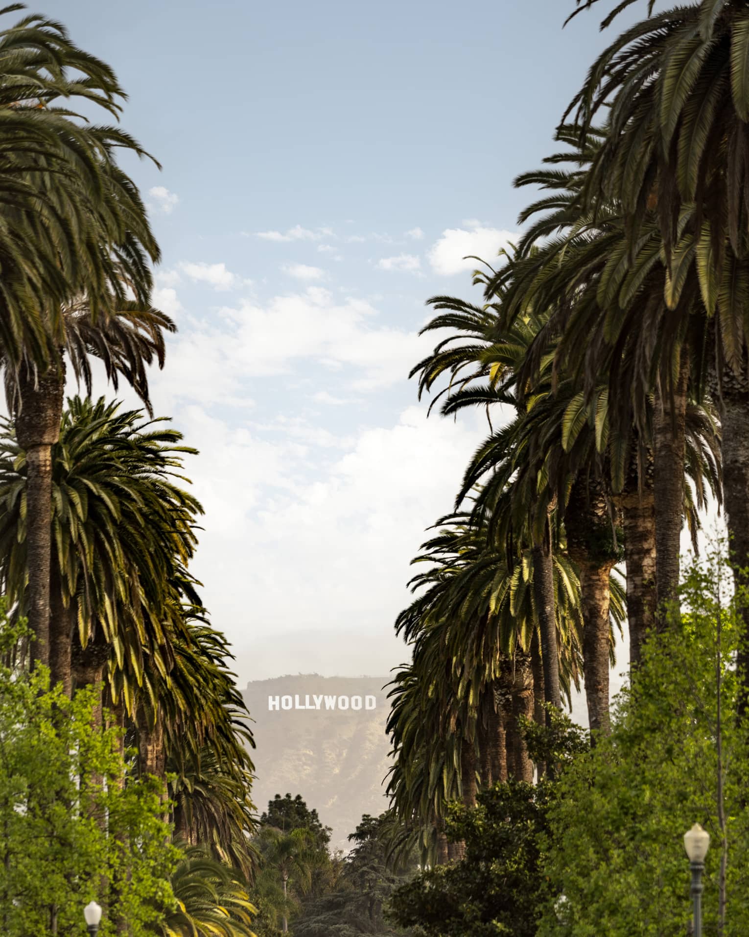 Tall palm trees line either side of a street leading up to the Hollywood sign