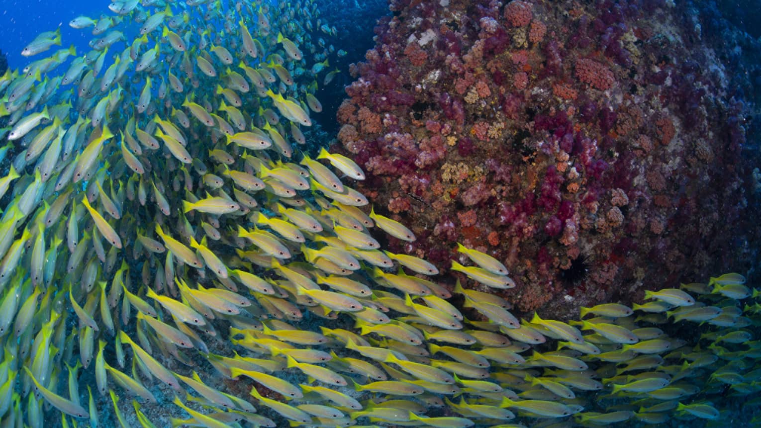 School of colourful fish near colourful coral