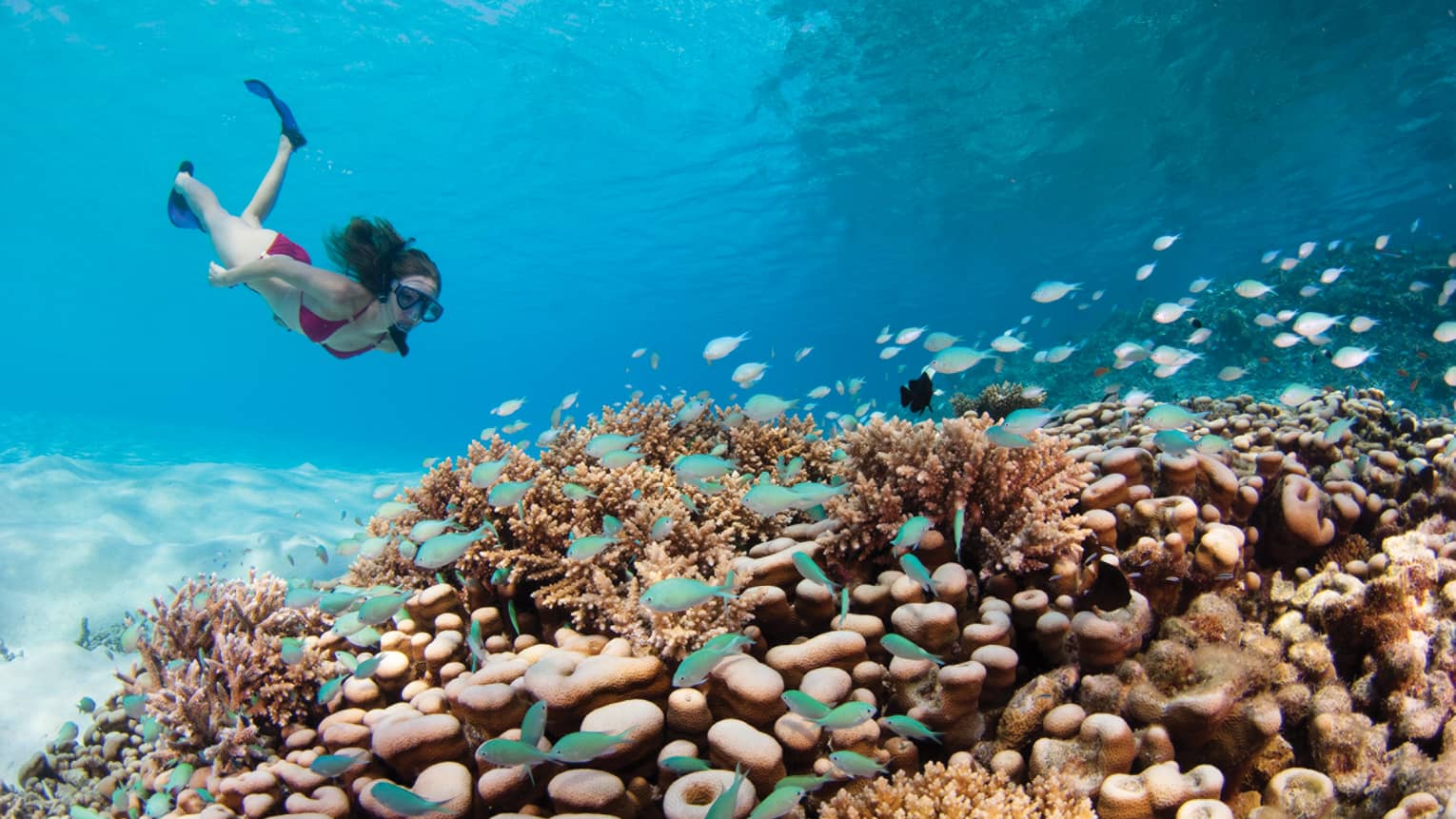 A tourist snorkelling underwater above a vibrant coral reef surrounded by small tropical fish
