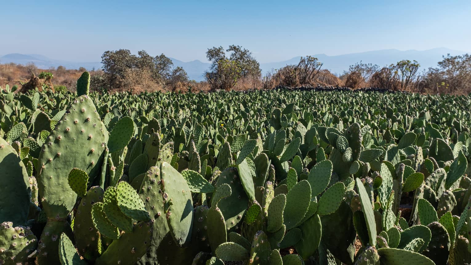 A field of cacti under a blue sky.