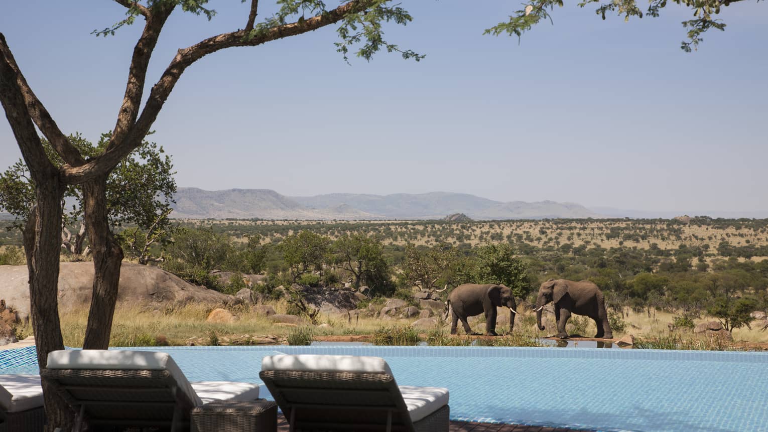 Back of two lounge chairs in front of swimming pool, elephants in background