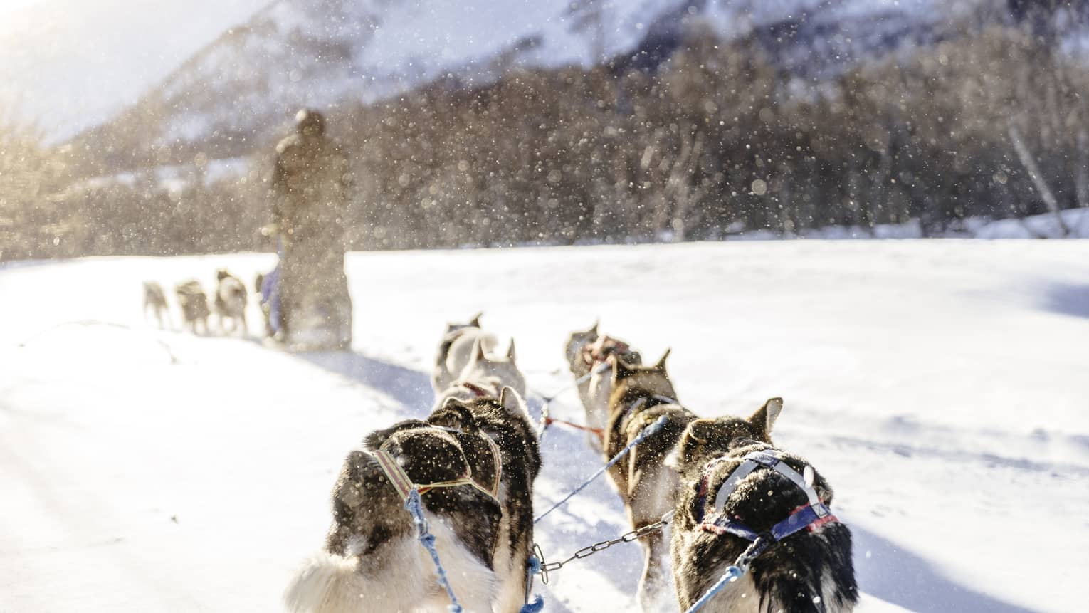 A group of dogs pulling a man on a sled over white snow, with trees and mountains in the distance.