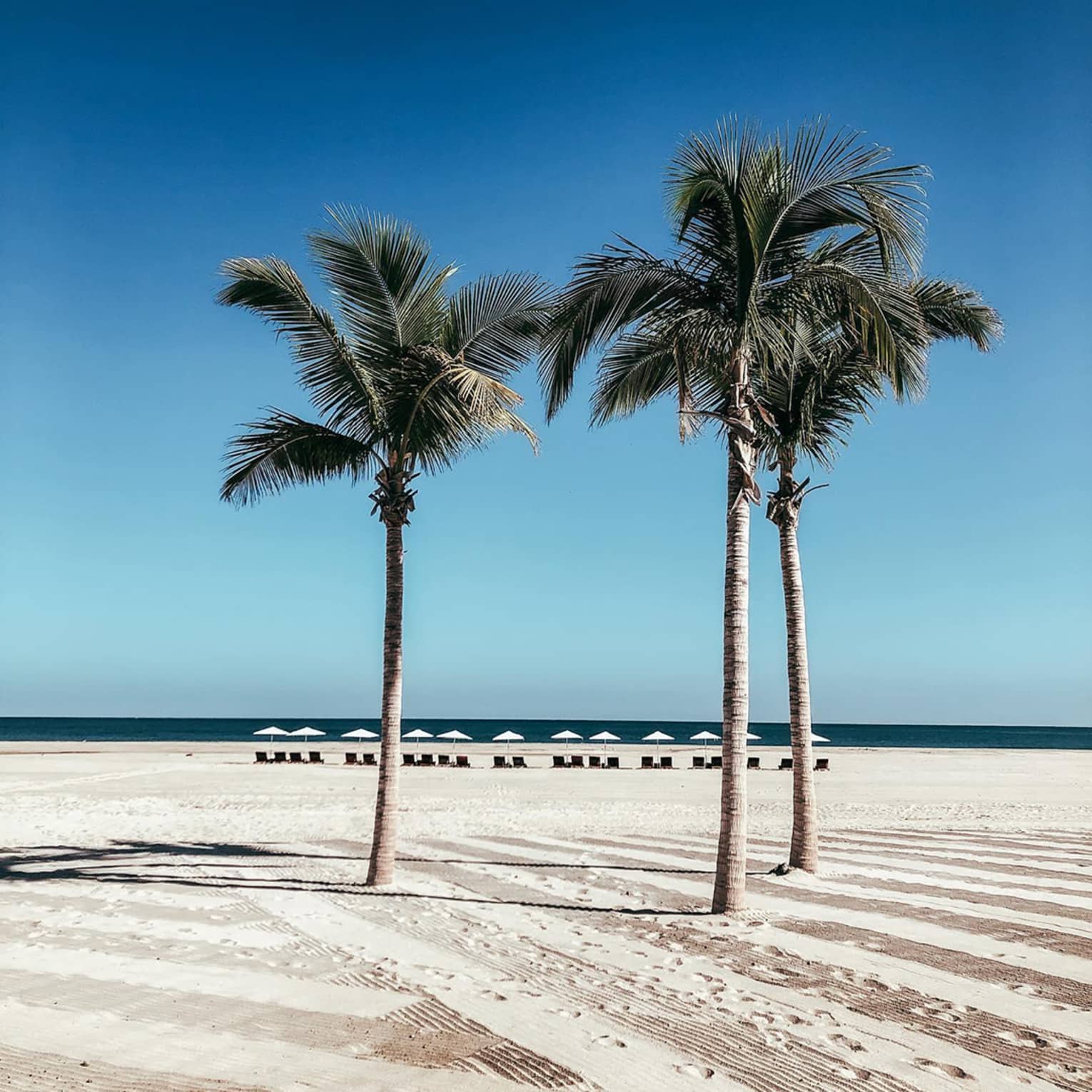 Three palm trees stand tall on a pristine beach with white sand and rows of lounge chairs and umbrellas in the distance, under a clear blue sky.