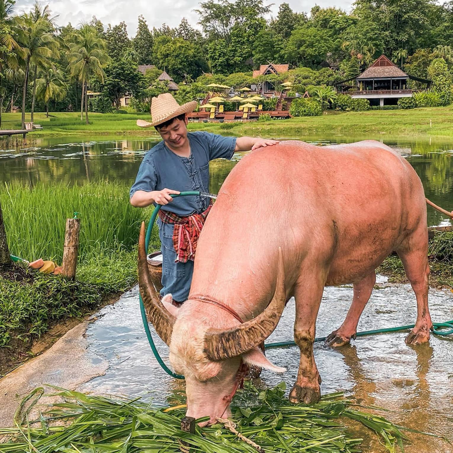 Person washing a light-coloured water buffalo by a pond, surrounded by rice fields and tropical landscape.