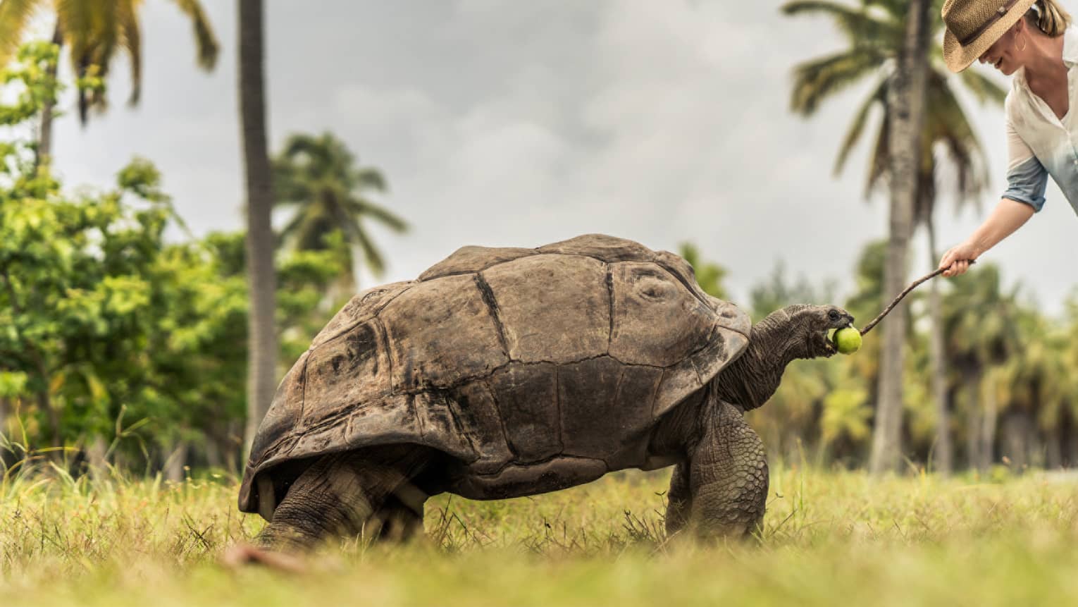 Giant tortoise in tropical setting