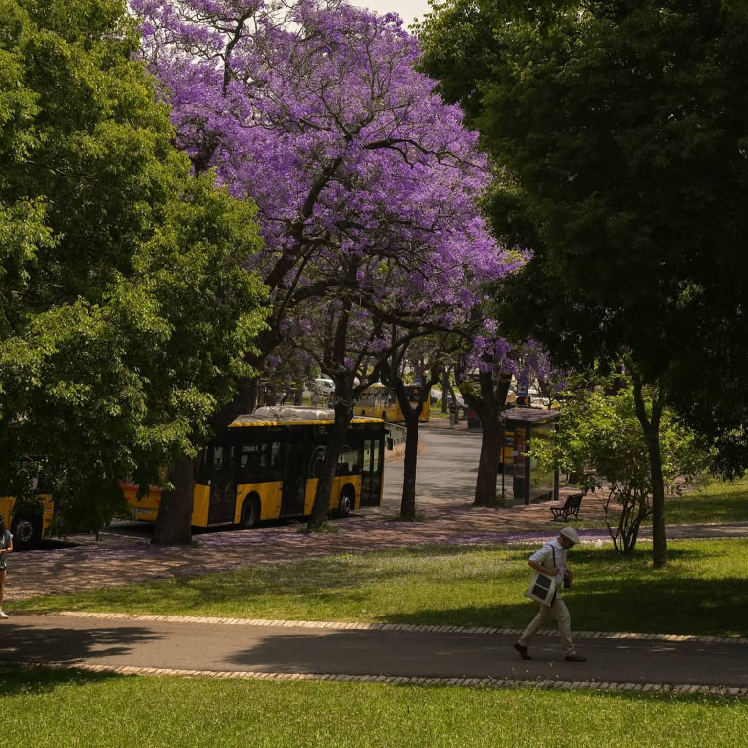 A man walks on a path through a lush green park area in front of a yellow city bus and large tree with purple foliage
