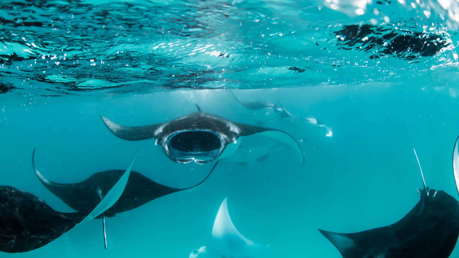 Manta rays swimming underwater