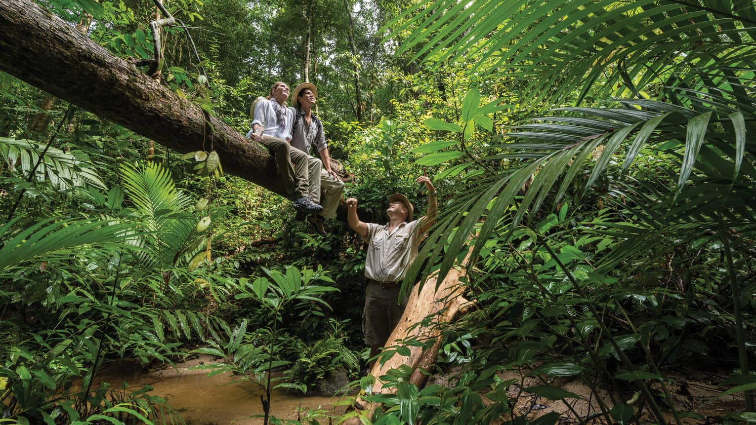 Giant foliage in a lush rainforest, two hikers seated high up on a fallen tree trunk, a guide below, all gazing at the sky.