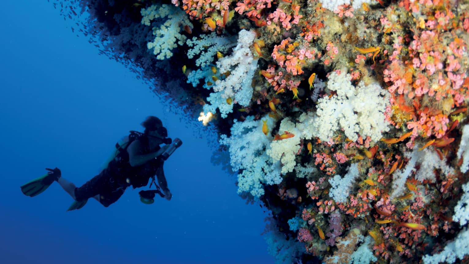 Scuba diver swims underwater next to colourful coral reef