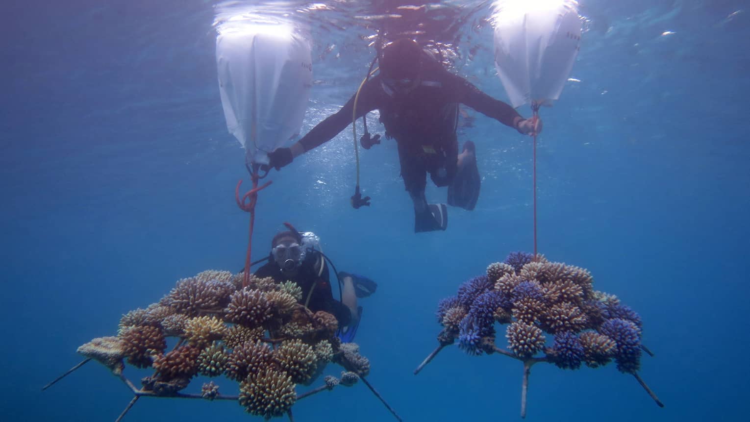 This image depicts two scuba divers in the waters near Four Seasons Resort Maldives at Kuda Huraa, transporting pieces of coral embedded onto coral frames. This image connects to ESG and preserving biodiversity at Four Seasons.