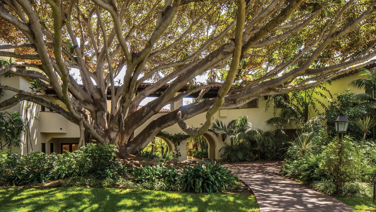 An up-close shot of a Spanish Colonial-style building surrounded by lush greenery and a Moreton Bay fig tree in front