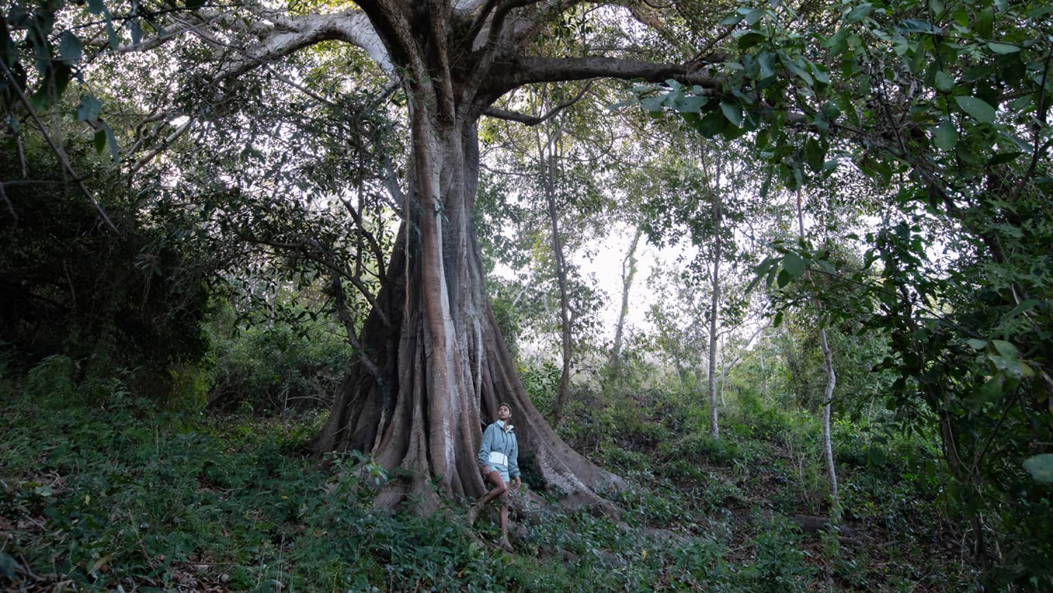 A person stands beneath a massive, ancient tree in a lush forest, gazing up at its towering branches surrounded by dense greenery.