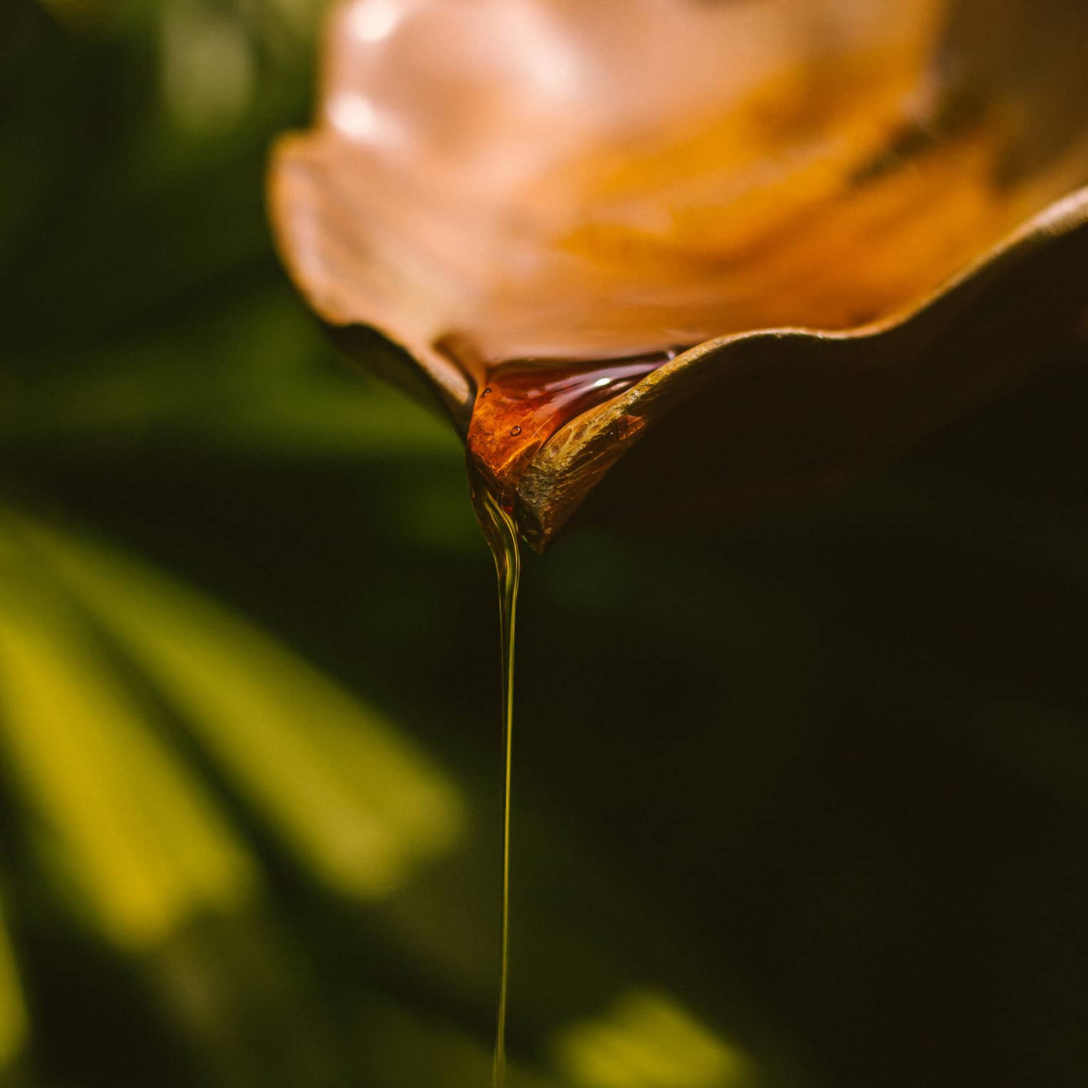 Amber-coloured oil drips from leaf-shaped dish