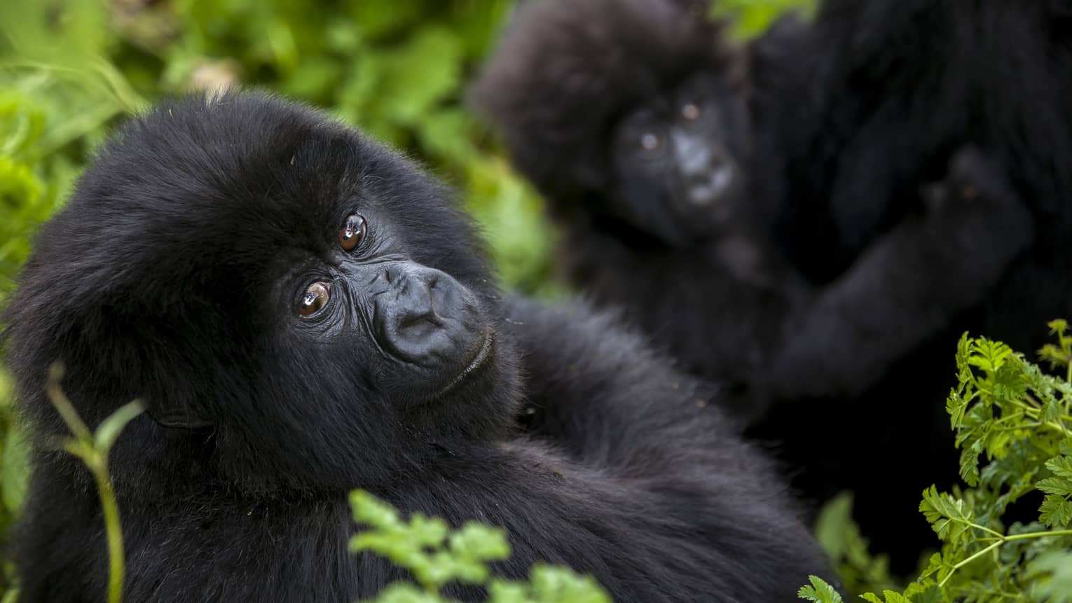 Baby gorilla looks at the camera, surrounded by greenery