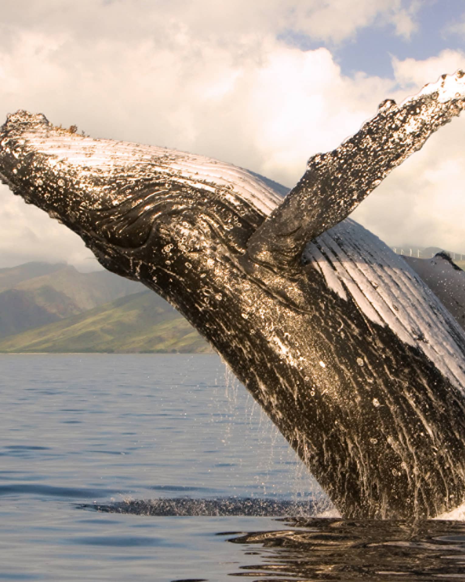 A humpback whale jumping out of the water