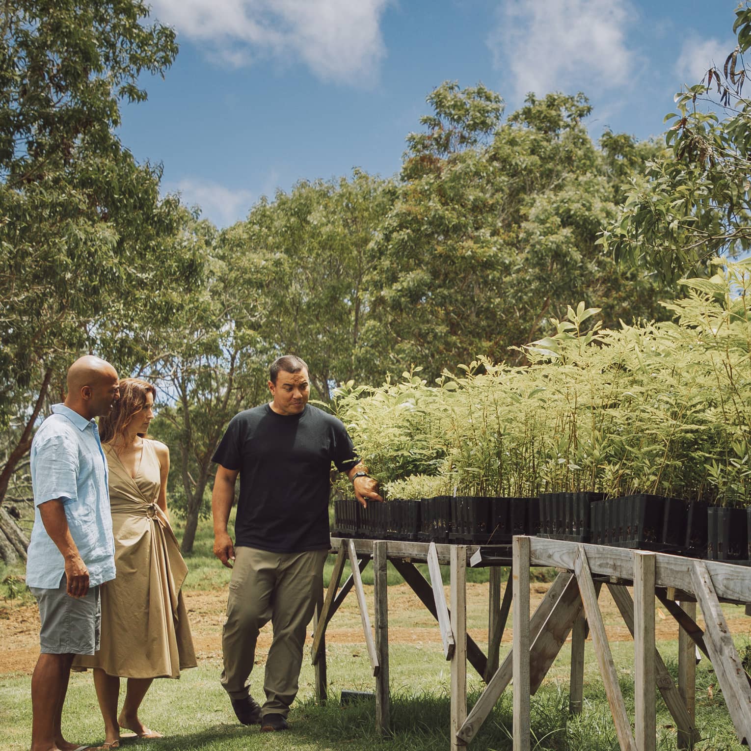 Surrounded by trees beneath a blue sky, a couple and their guide survey sandalwood plants growing in planters on wood tables.
