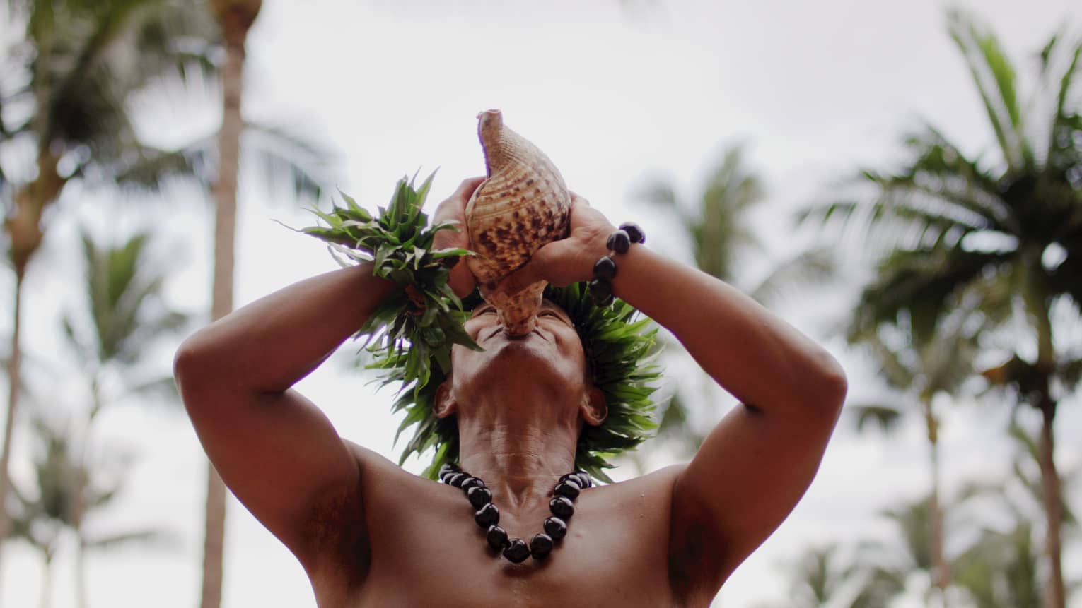 Hawaiian man wearing traditional necklace and headpiece blows in a conch shell