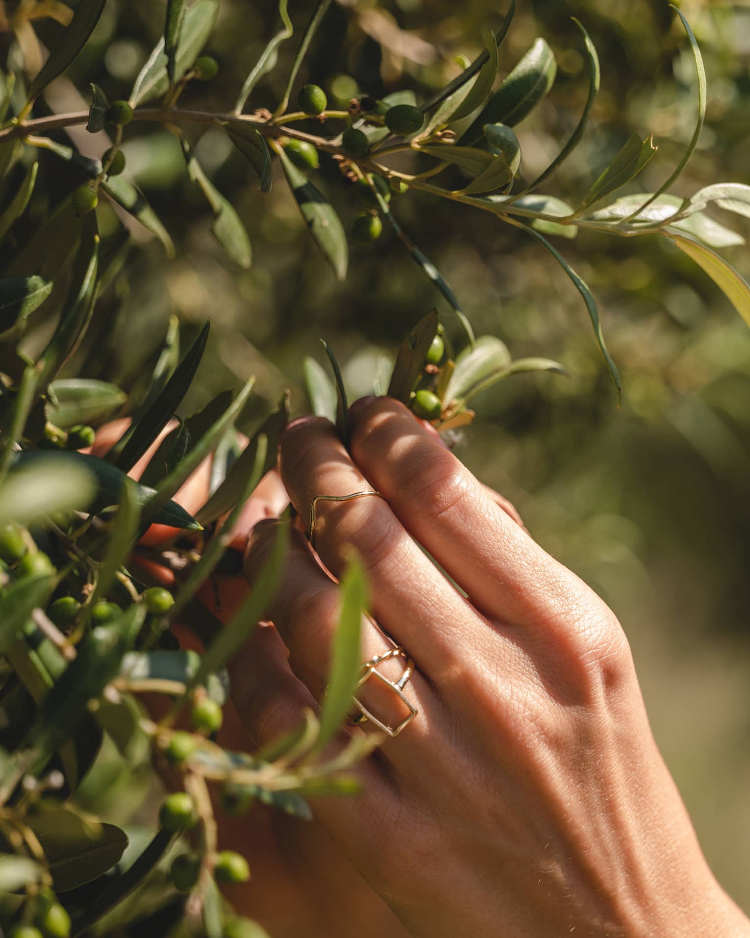 Extreme close-up of sunlit hands picking green olives from the dense foliage and oblong leaves of an olive tree.