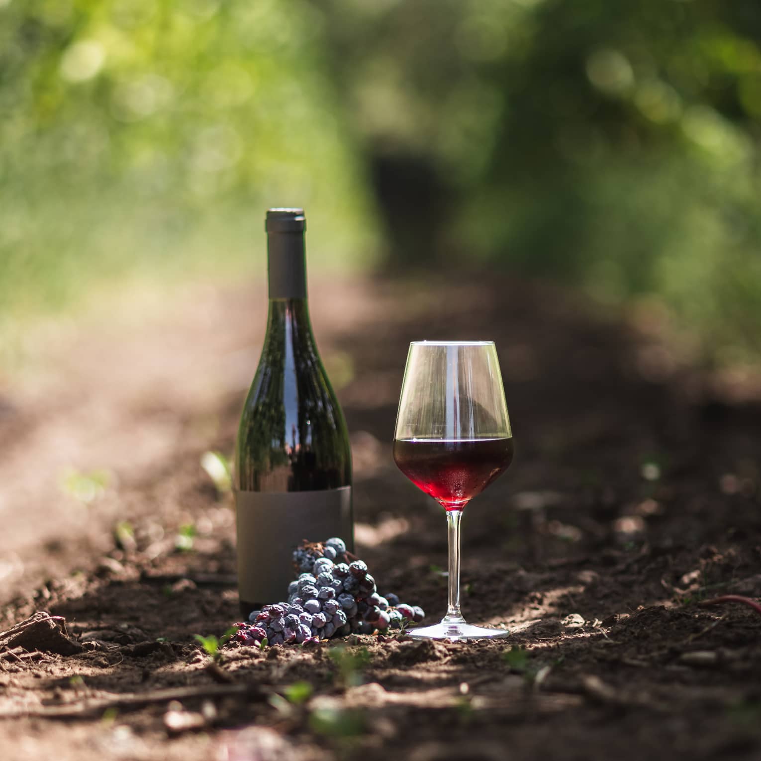 A dark wine bottle resting on soil between rows of vines, aside a glass of berry-coloured wine and a cluster of grapes.