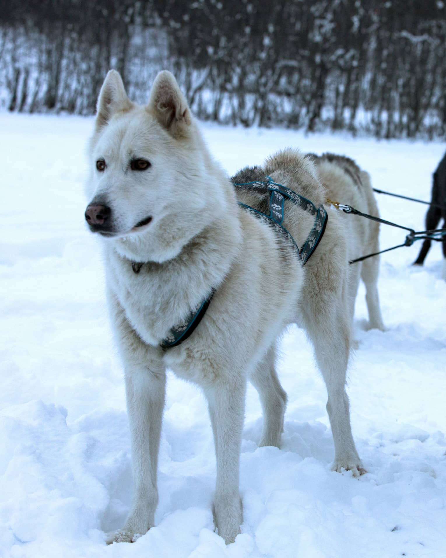 Pack of husky dogs in front of dog sled in snow