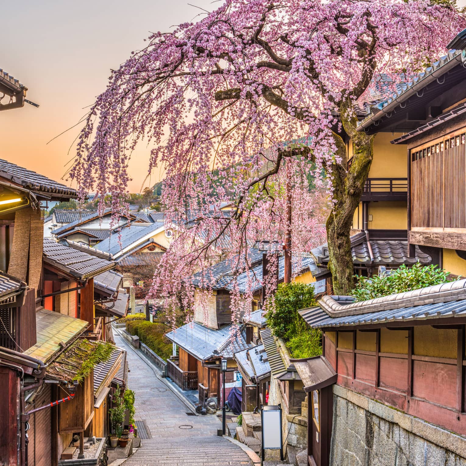 A narrow street between old wood buildings with a cherry blossom near.