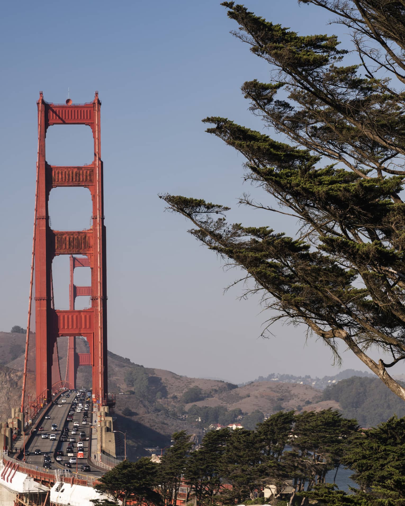 The vivid red towers of Golden Gate Bridge against a blue sky and rolling hills with a giant cypress tree in the foreground.