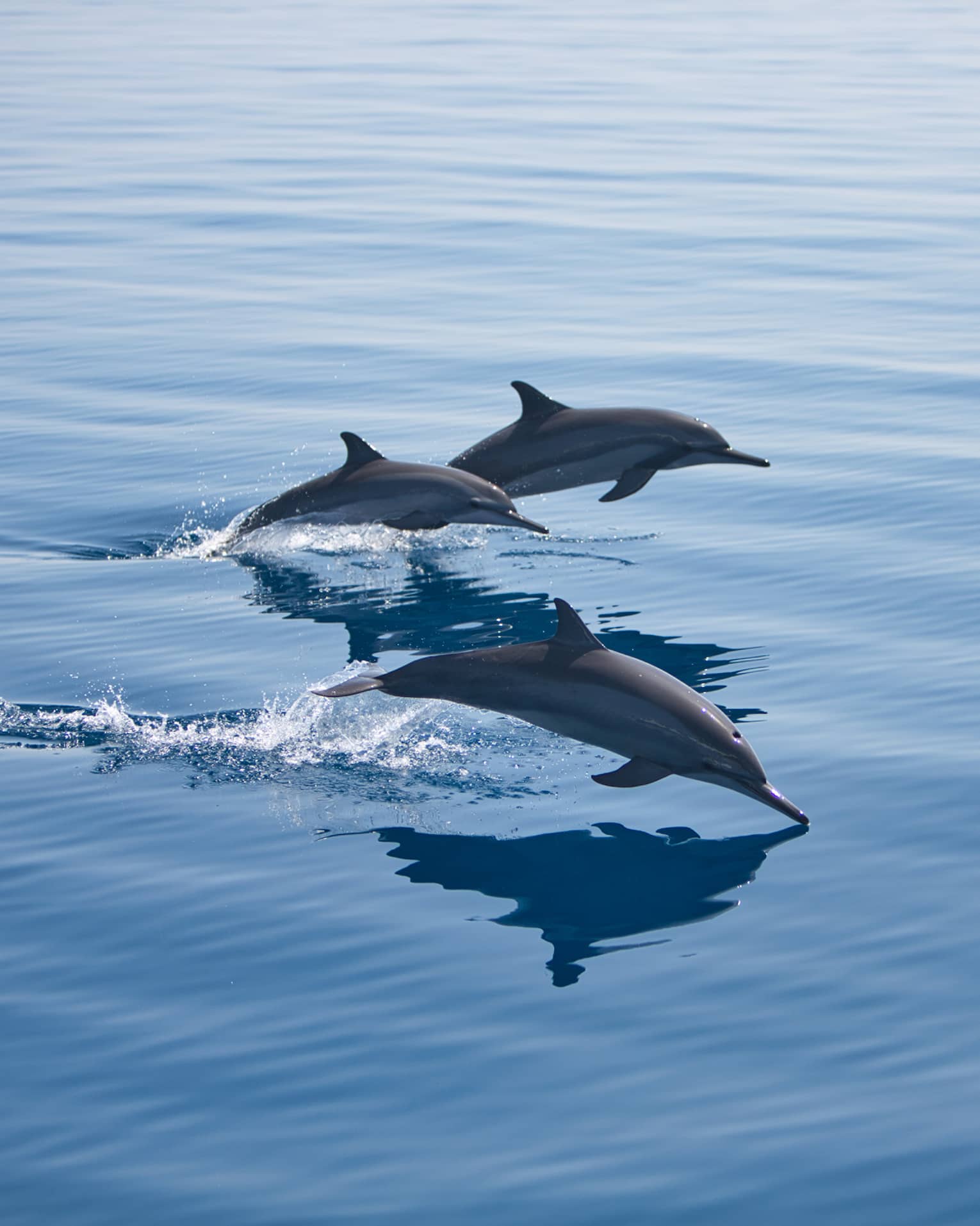 Three bottlenose dolphins, mid-jump, break through the surface of the otherwise calm water