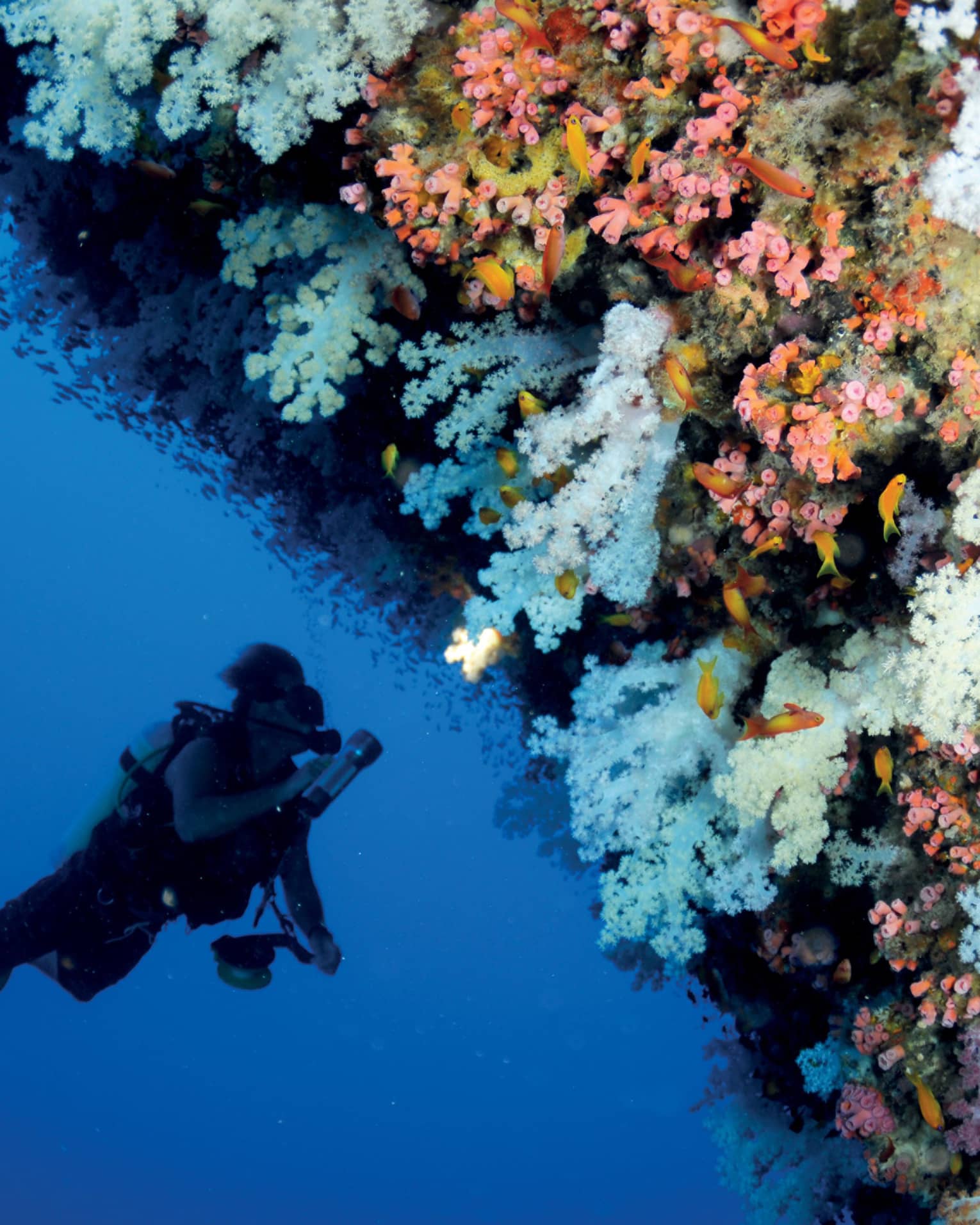 Scuba diver swims underwater next to colourful coral reef