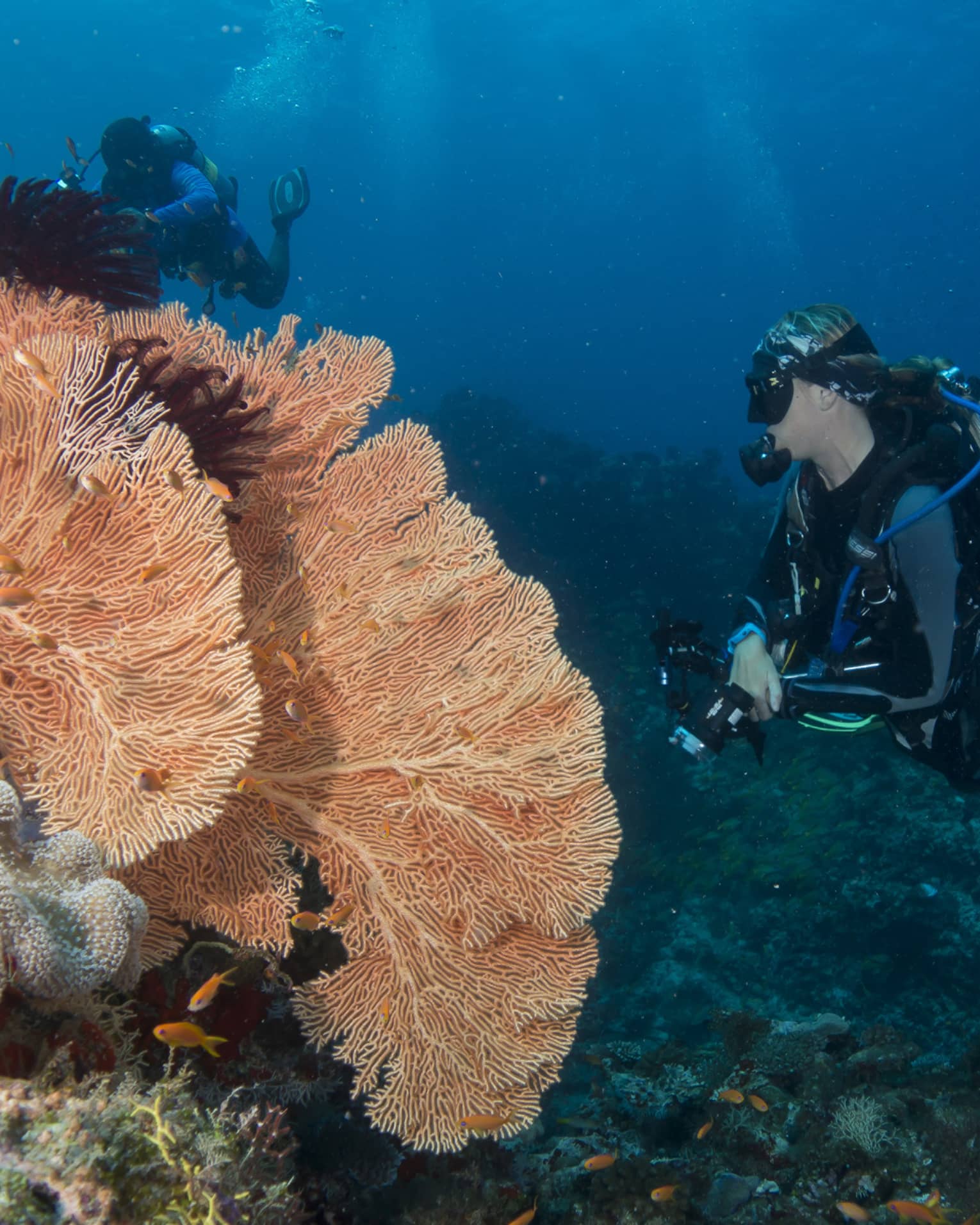 Two scuba divers observing the vibrant colourful coral reefs, with a school of small orange fish swimming away from them.