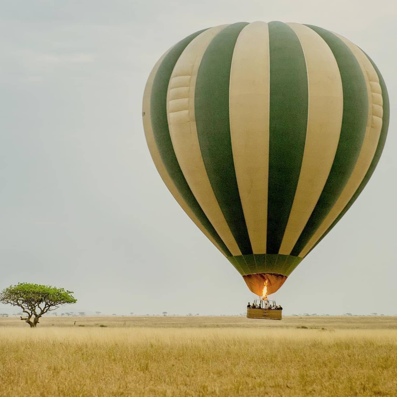 Guests in green-and-yellow striped hot air balloon rising from field