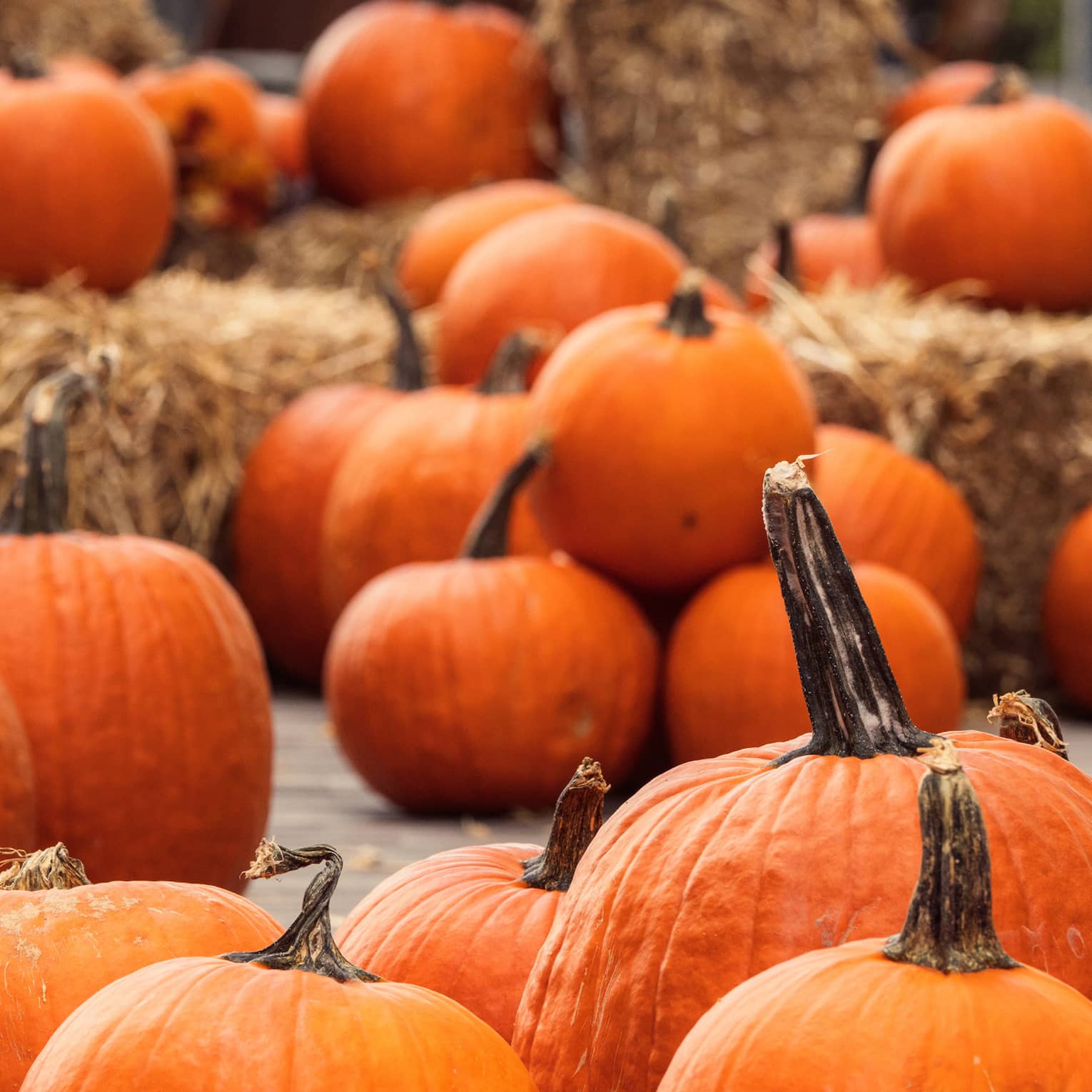Pumpkins and hay