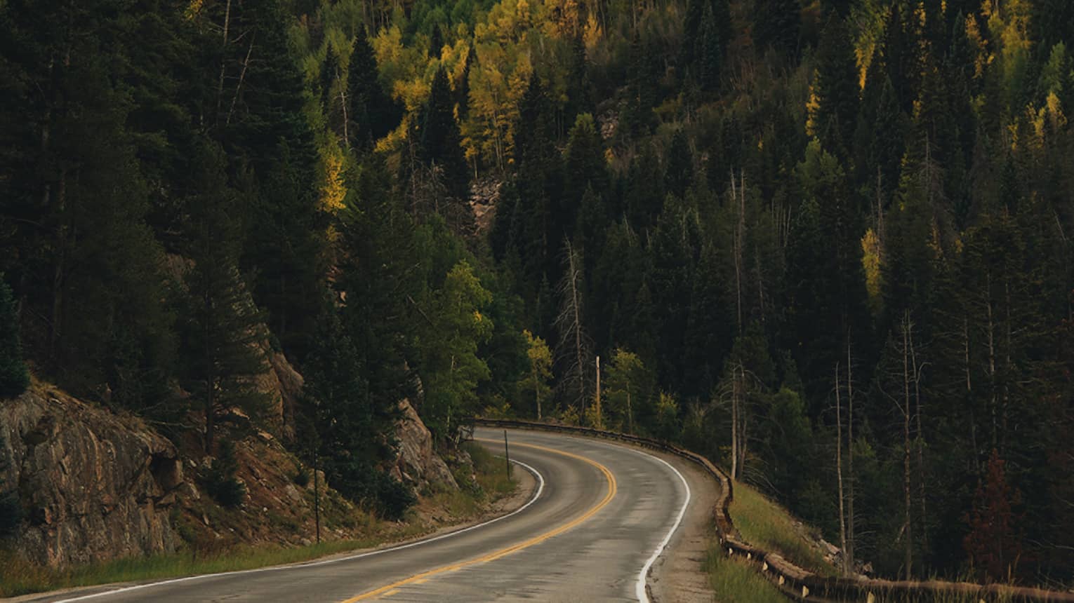 A road with woods of tall trees on both sides of it.