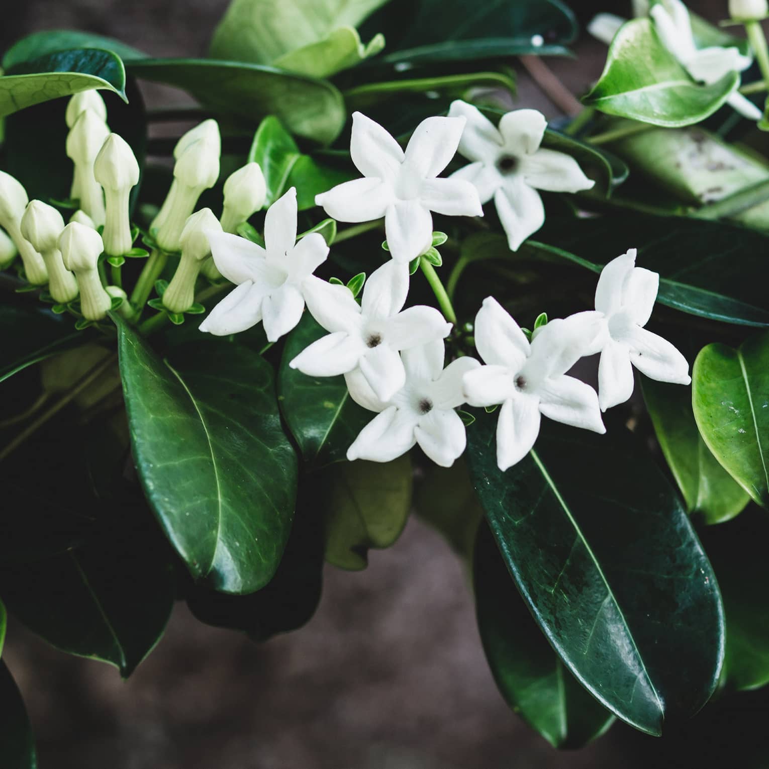Tropical plant native to Hawaii with dark green leaves, white flowers and pale green buds