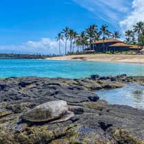Sea turtle crawls over rocks in lagoon, bungalow in background