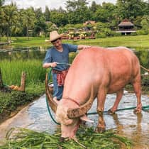 Person washing a light-coloured water buffalo by a pond, surrounded by rice fields and tropical landscape.