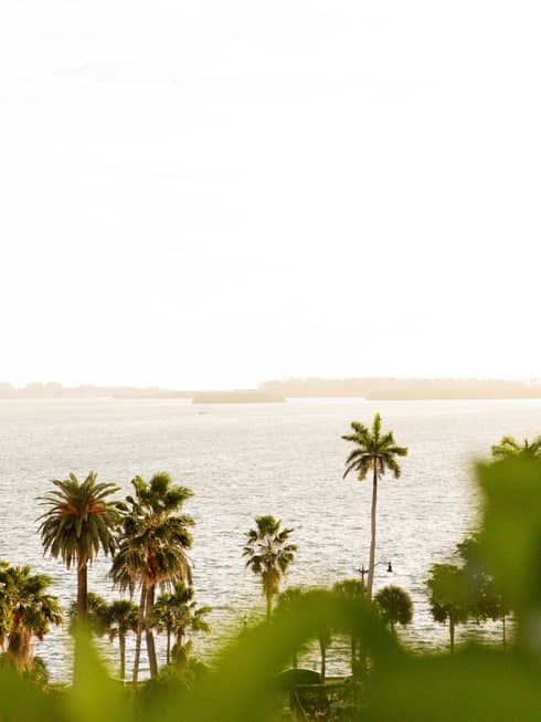 A row of palm trees of varying heights sways next to the water