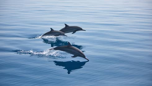 Three bottlenose dolphins, mid-jump, break through the surface of the otherwise calm water