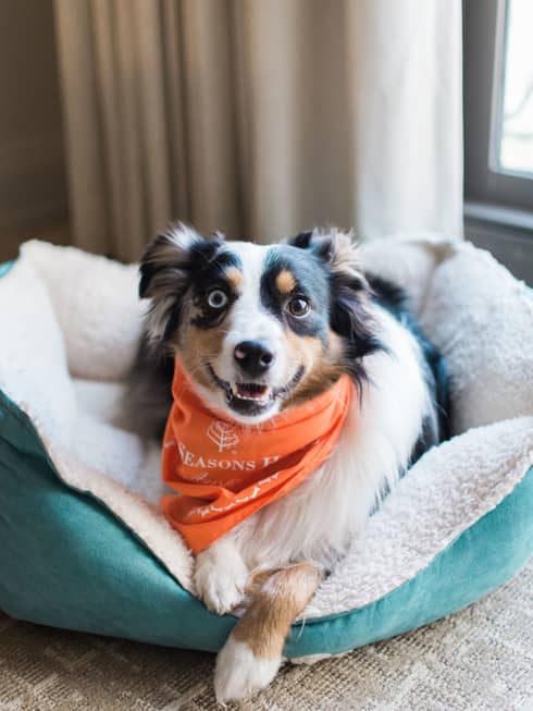 A dog with an orange bandana laying on a blue dog bed.