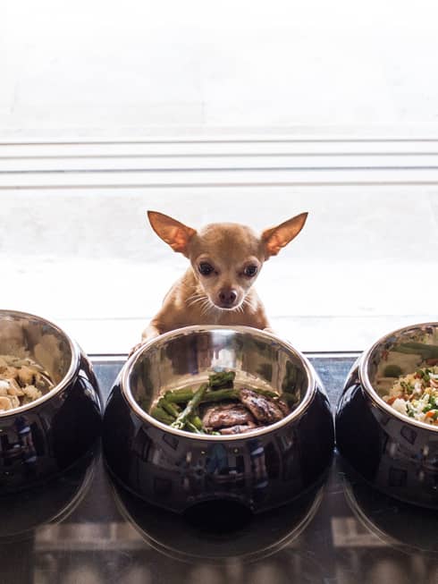 A small dog in front of a bowl of water and two bowls of food.