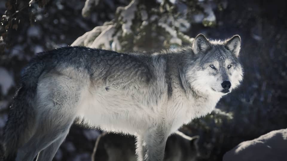 Close-up shot of grey wolf in snowy environment