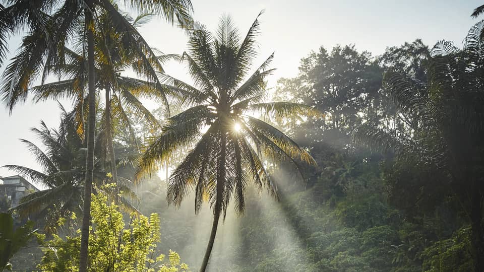 Light streams though the leaves of a palm tree and onto a river