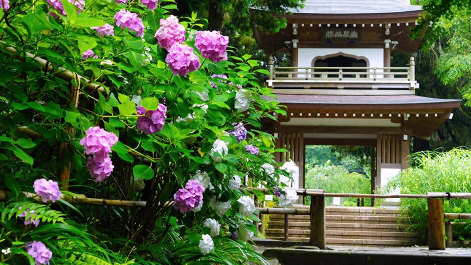 Wood temple entrance in garden by large bush with purple flowers