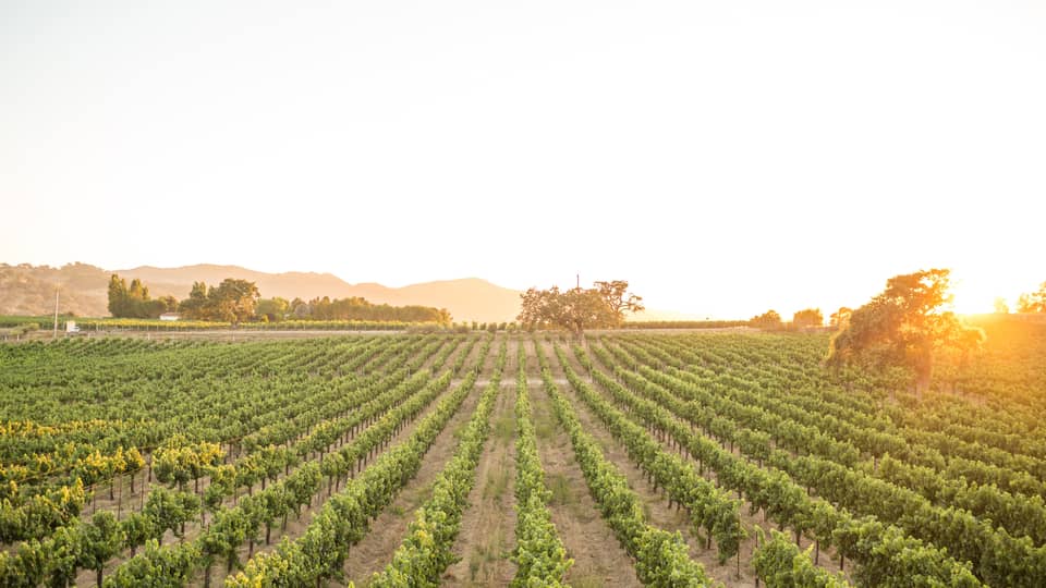 Wide view of rows of green grapes, plants in wine vineyard at sunrise