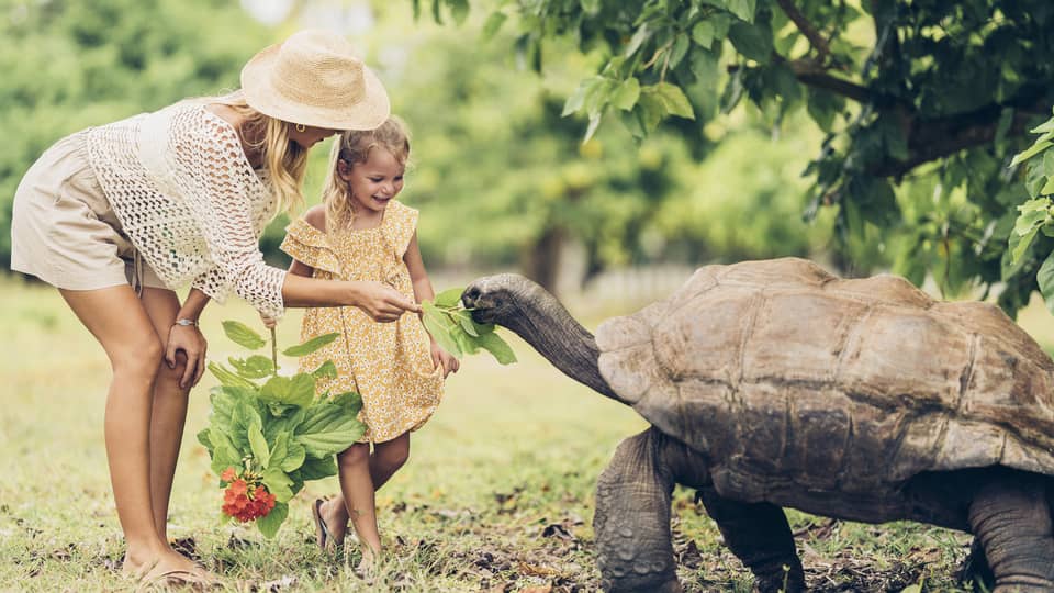 A parent feeds leaves to a giant tortoise as tall as the midsection of the smiling child holding another leafy branch.