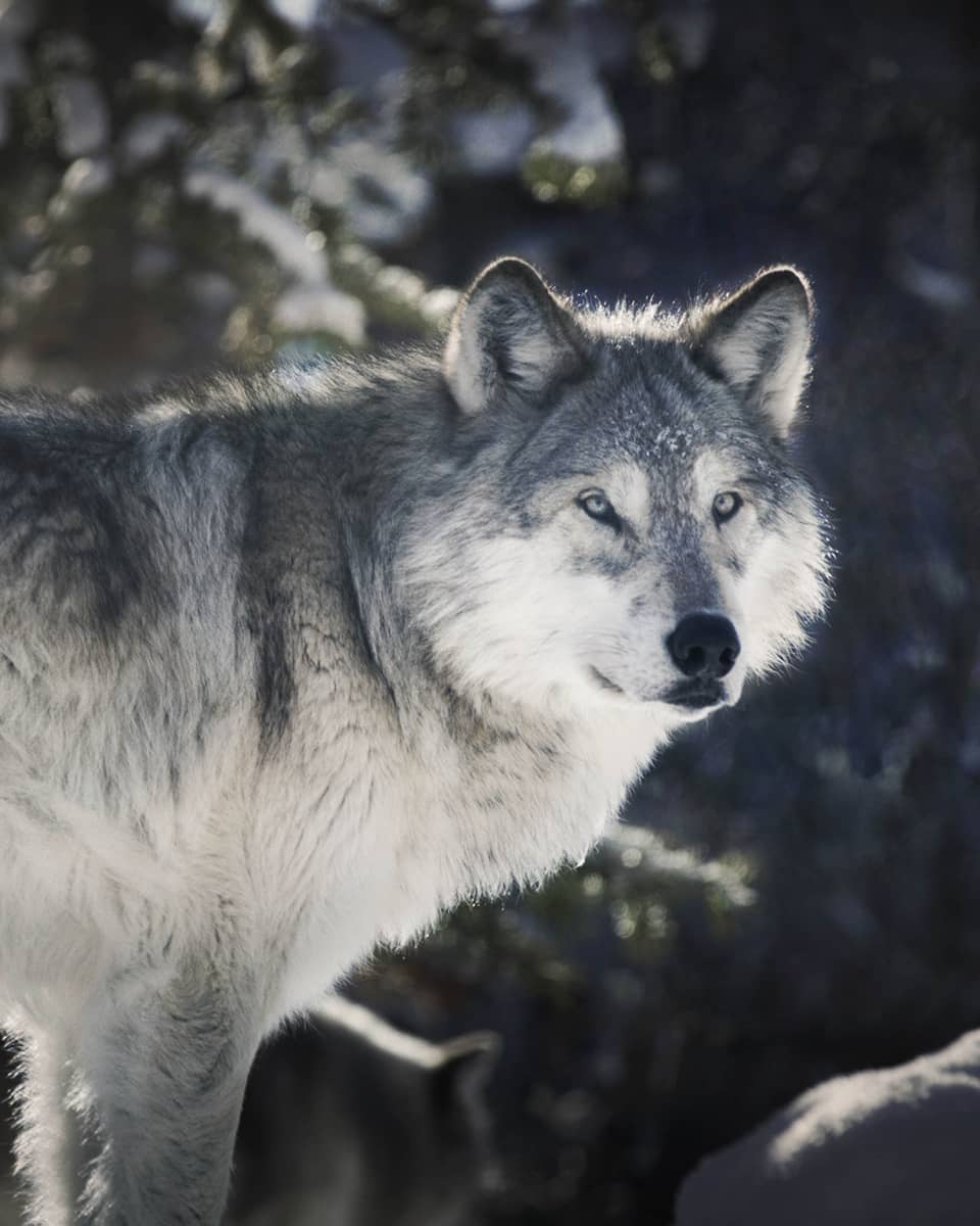 Close-up shot of grey wolf in snowy environment