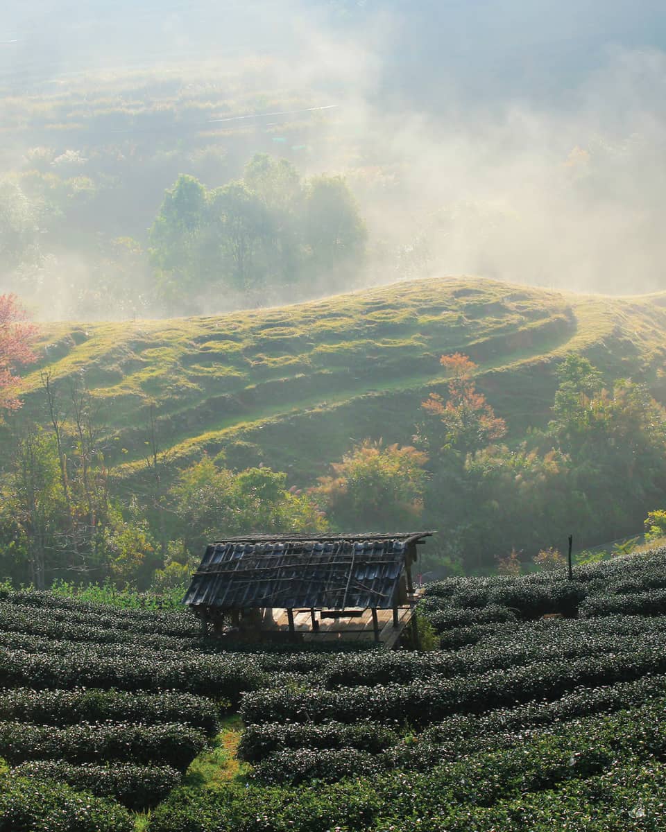 Tea fields blanketed in morning mist with wooden hut in the background