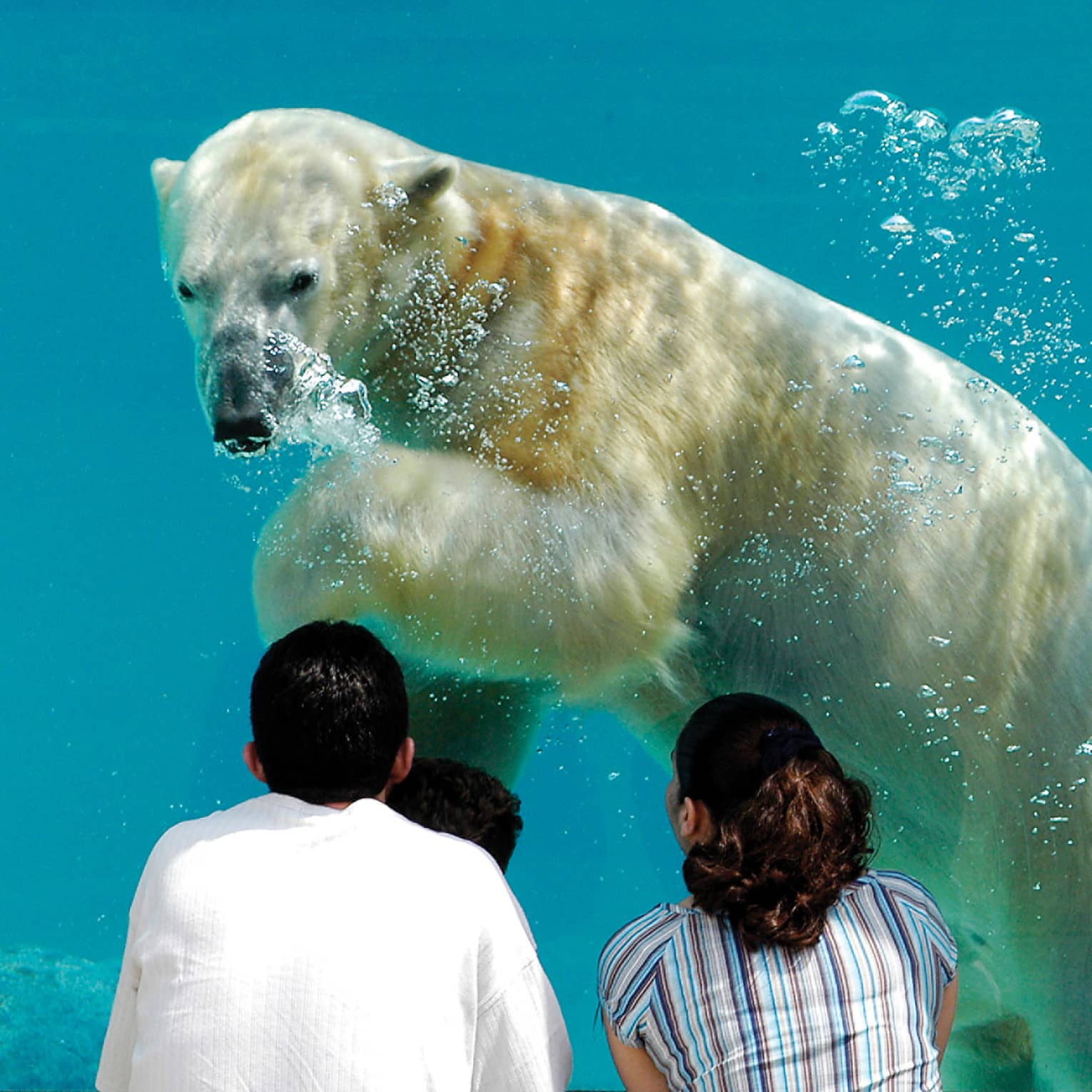 A family looking at a polar bear swimming in water.